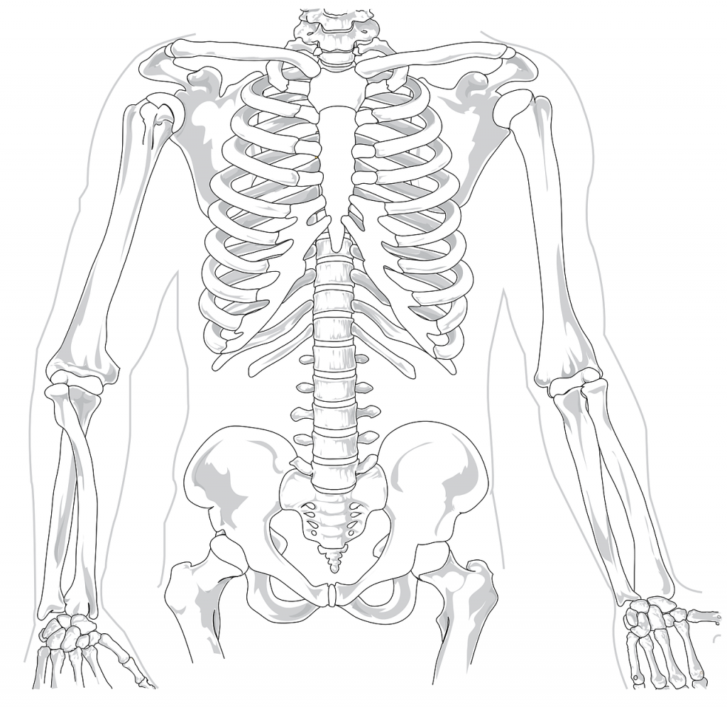 skeleton-41569_1280.png