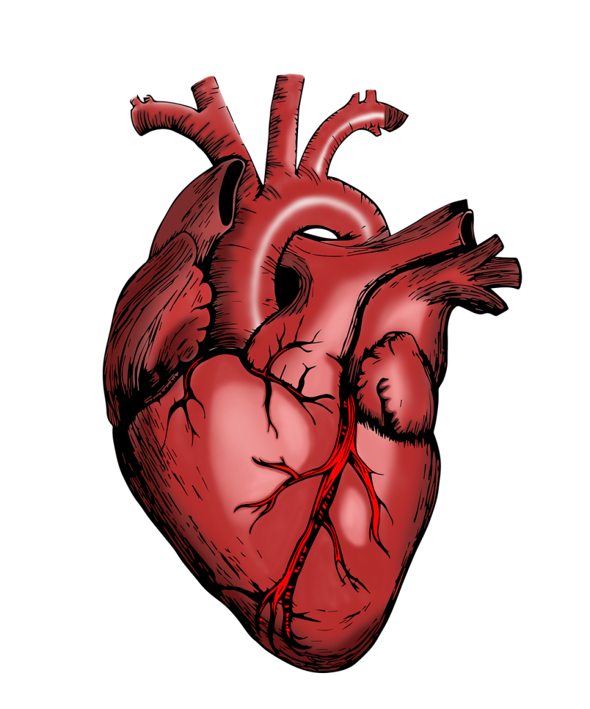 heart-5079717_1280.png